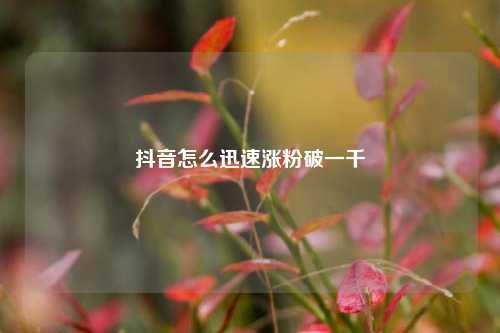 抖音怎么迅速涨粉破一千