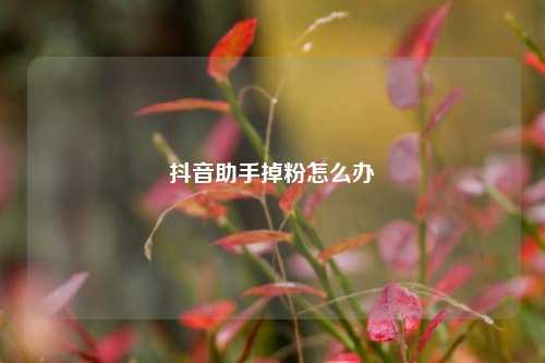 抖音助手掉粉怎么办